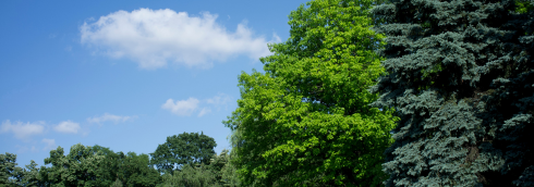 Schone blauwe lucht en bomen